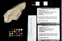 Foto (Objekt + Etiketten) von Gastrosacus tuberosiformis (Lorenthey, 1929) 